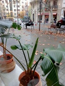 663961704:  en Barcelona